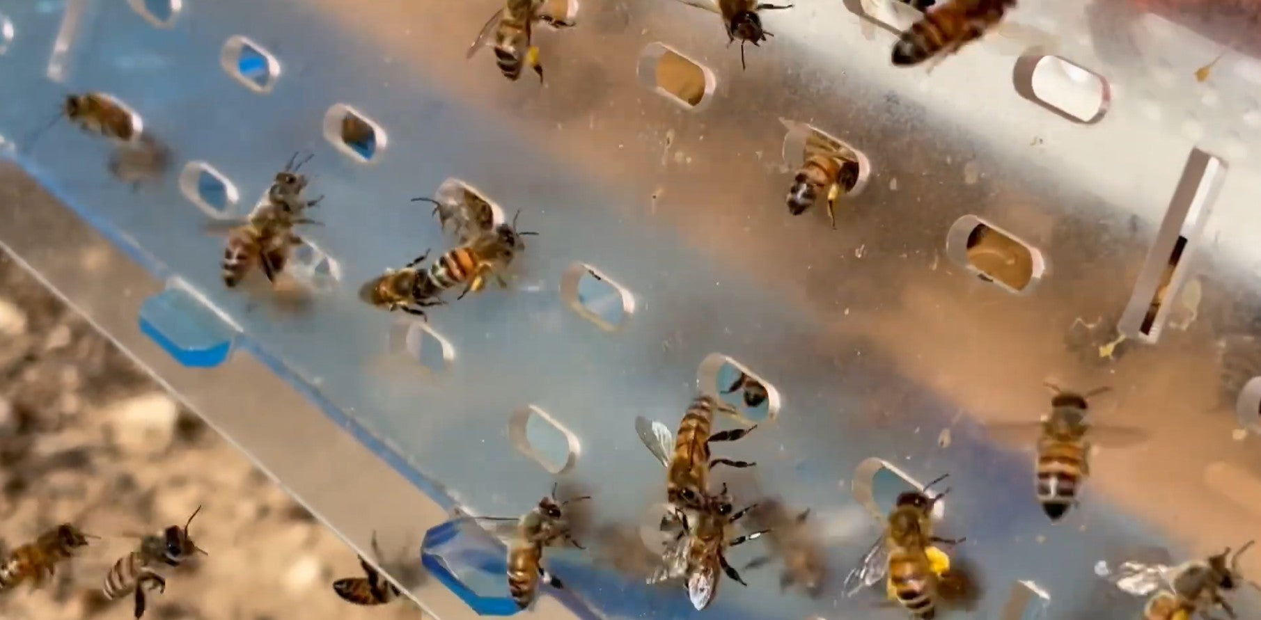 Charger la vidéo : Découvrez le BARF – Barrière Anti-Redoutable Frelon, une solution mécanique innovante pour protéger vos ruches contre les attaques de frelons asiatiques.Dans cette vidéo, observez une colonie d’abeilles en pleine activité, entrant et sortant librement de la ruche, tandis que le BARF assure une protection efficace et naturelle.🌍 Déjà testé et adopté par de nombreux apiculteurs en France.🔗 Plus d’infos et commande sur : api-barf.fr#apiculture #abeilles #frelonasiatique #ruche #BARF