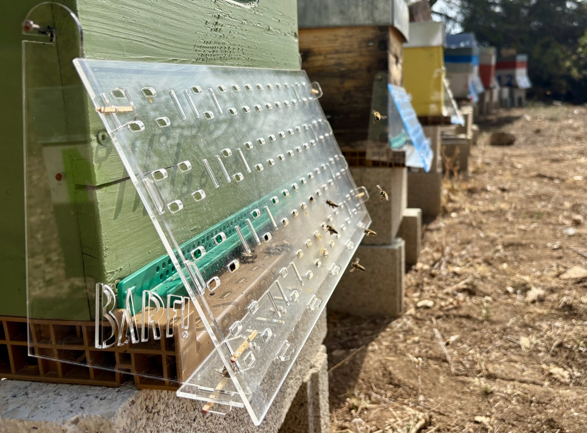 Charger la vidéo : Dans cette vidéo, observez une colonie d’abeilles actives rentrer à la ruche, les pattes chargées de pollen 🌼.Le BARF – Barrière Anti-Redoutable Frelon est installé et leur permet de travailler sereinement, même en présence du frelon asiatique.Un dispositif simple, efficace et déjà adopté par de nombreux apiculteurs !🔗 Découvrez le BARF et commandez sur : api-barf.fr#apiculture #abeilles #frelonasiatique #ruche #BARF