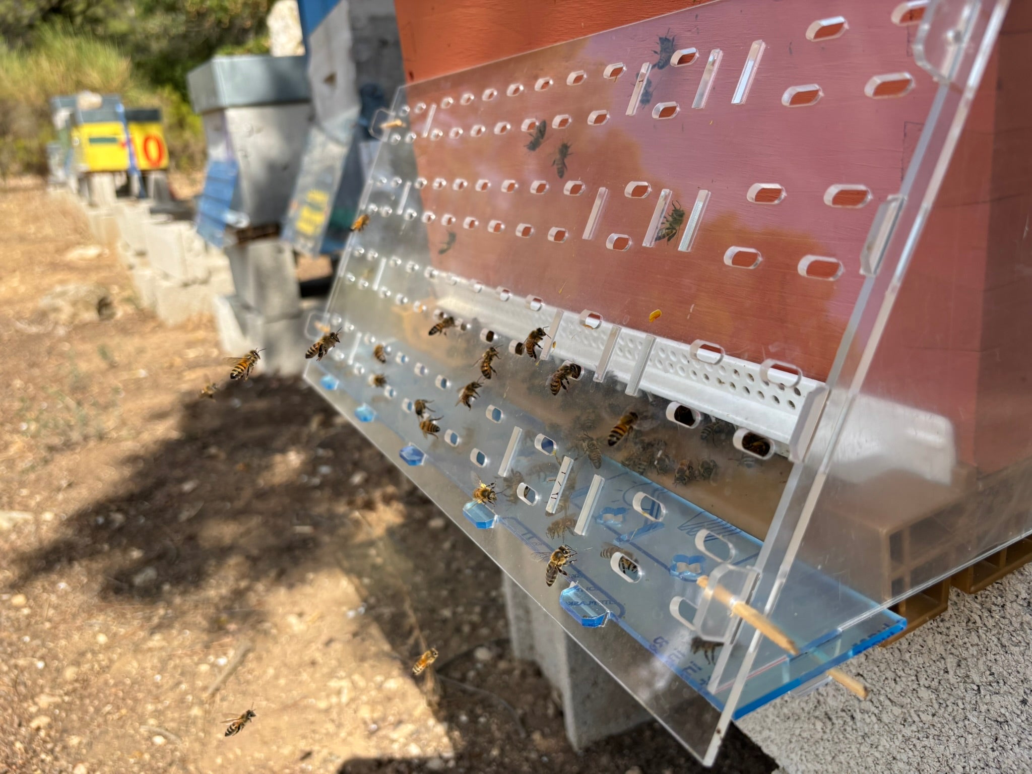 Charger la vidéo : Découvrez le BARF – Barrière Anti-Redoutable Frelon, une solution mécanique innovante pour protéger vos ruches contre les attaques de frelons asiatiques.Dans cette vidéo, observez une colonie d’abeilles en pleine activité, entrant et sortant librement de la ruche, tandis que le BARF assure une protection efficace et naturelle.🌍 Déjà testé et adopté par de nombreux apiculteurs en France.🔗 Plus d’infos et commande sur : api-barf.fr#apiculture #abeilles #frelonasiatique #ruche #BARF